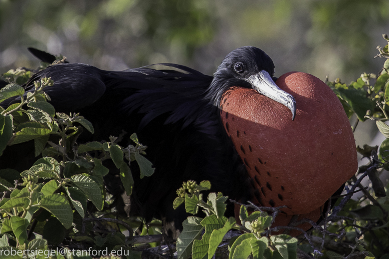 galapagos